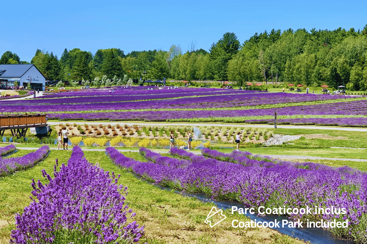 Eastern Township and Blue Lavender 1 Day