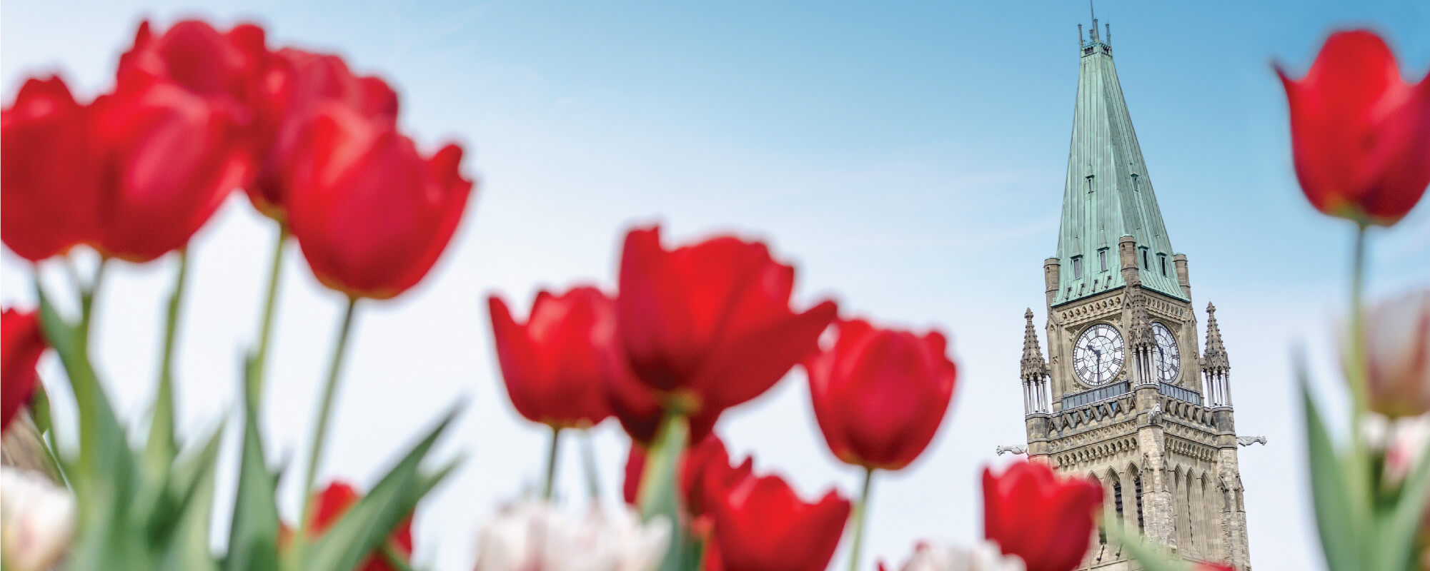 Heavenly Tulip Festival, Travel, Japan Diving